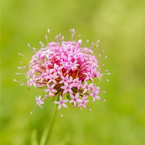 Phuopsis stylosa