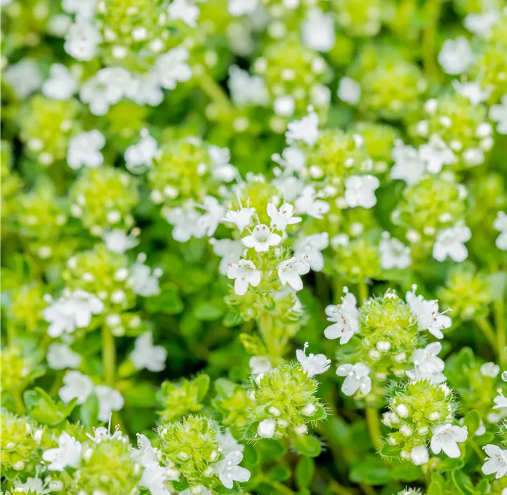 Frühblühender Thymian 'Albiflorus'
