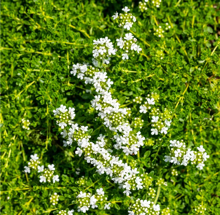 Frühblühender Thymian 'Albiflorus'
