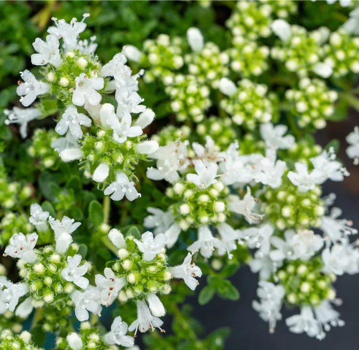 Frühblühender Thymian 'Albiflorus'