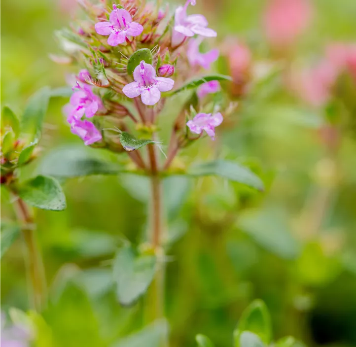 Garten-Thymian 'Coccineus'