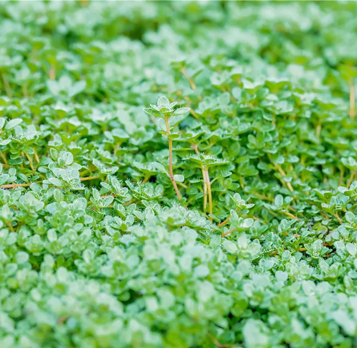 Zwergiger Thymian 'Minor'