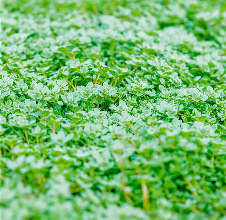 Zwergiger Thymian 'Minor'