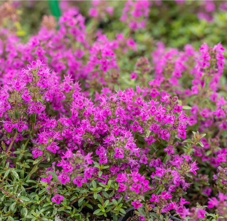 Garten-Thymian 'Purple Beauty'