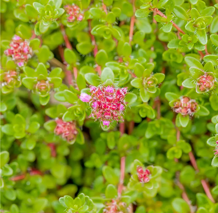 Garten-Thymian 'Purple Beauty'