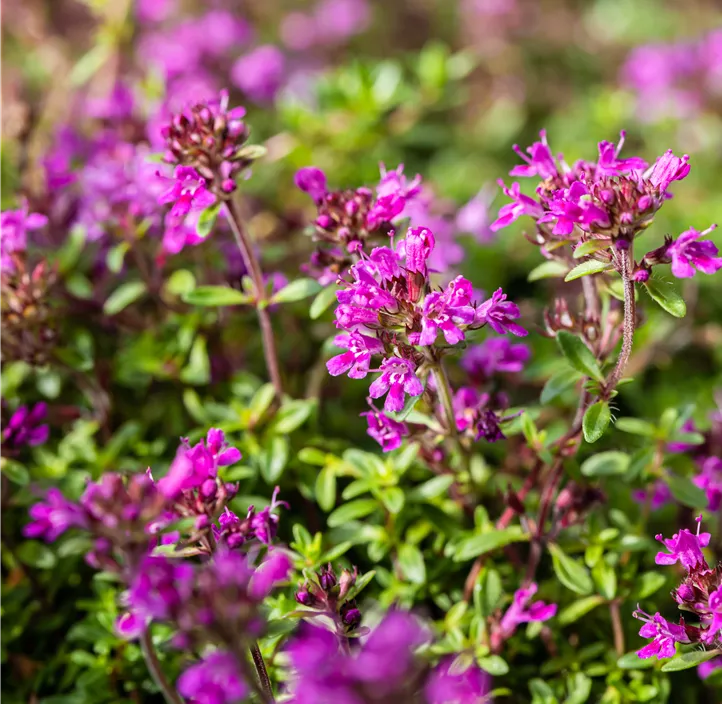 Garten-Thymian 'Red Carpet'