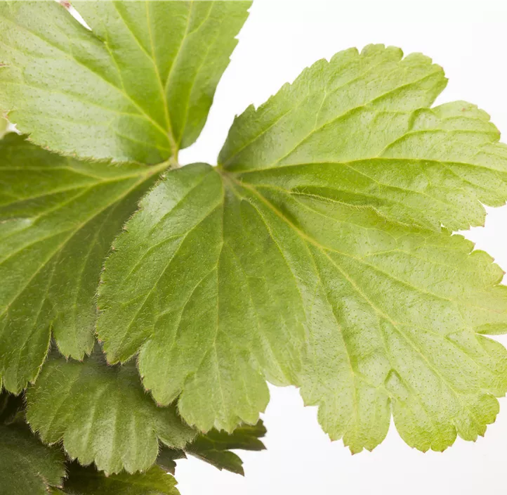 Dreiblättrige Waldsteinie