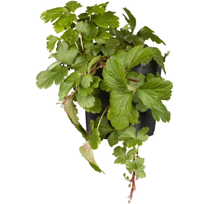 Dreiblättrige Waldsteinie