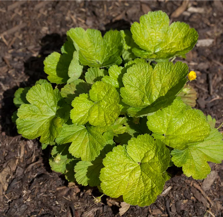 Dreiblättrige Waldsteinie