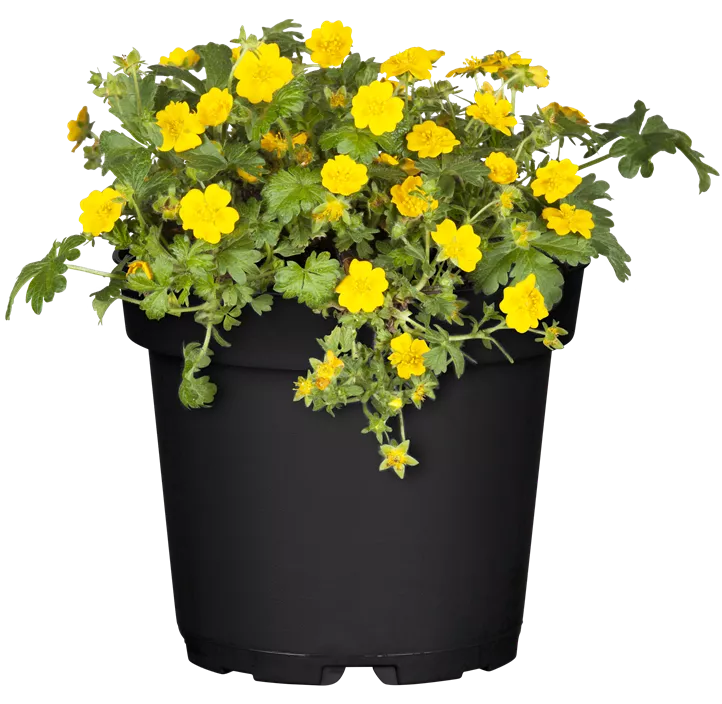 Dreiblättrige Waldsteinie