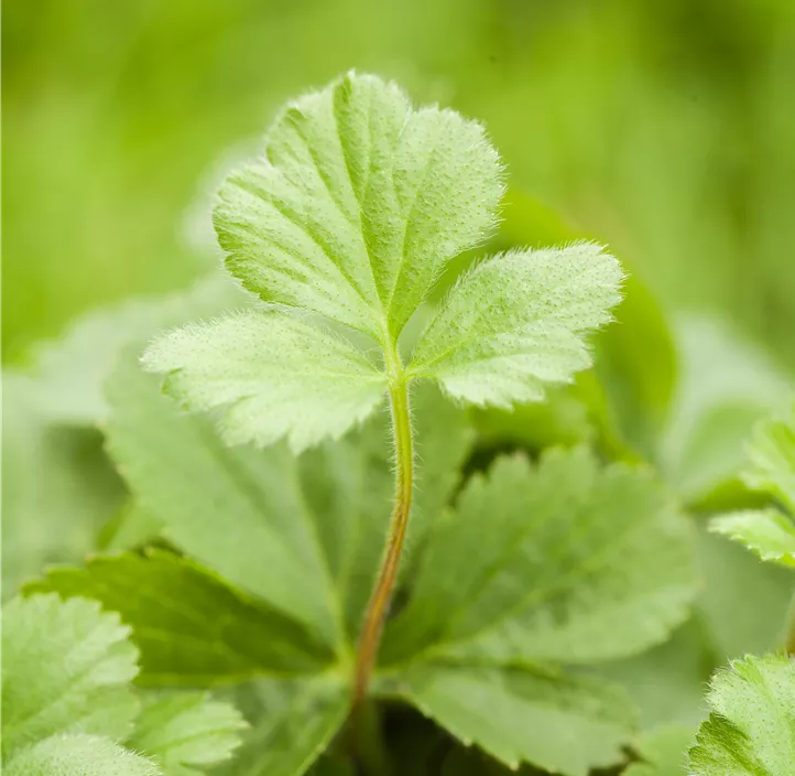 Dreiblättrige Waldsteinie
