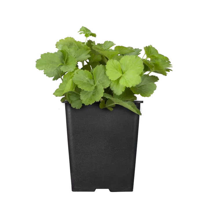 Dreiblättrige Waldsteinie