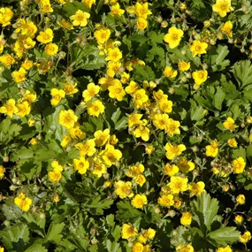 Waldsteinia ternata