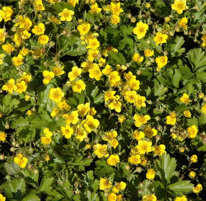 Dreiblättrige Waldsteinie