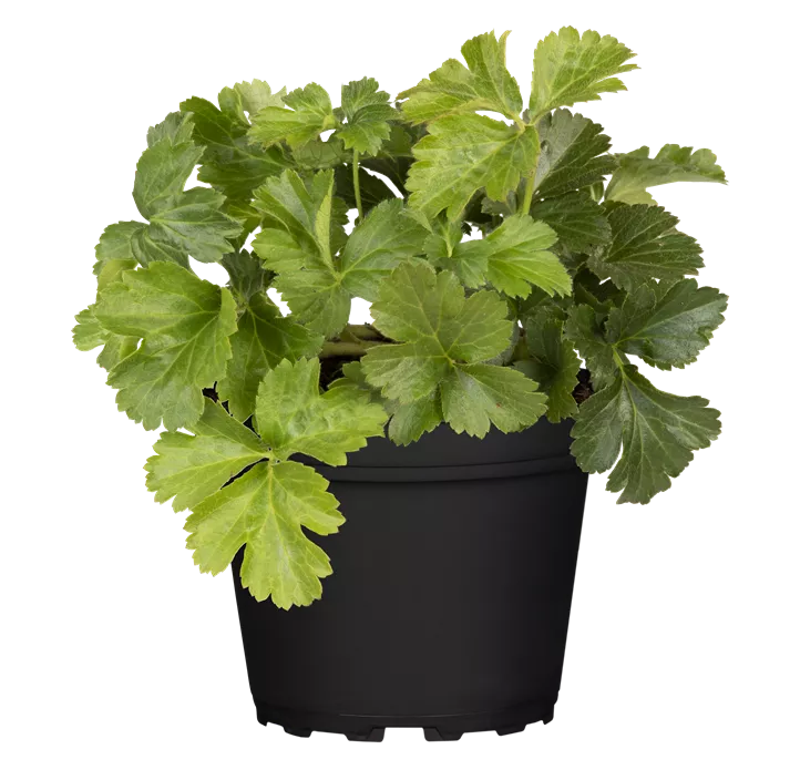 Dreiblättrige Waldsteinie