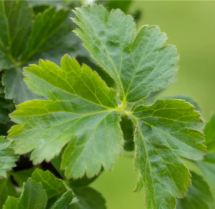 Dreiblättrige Waldsteinie