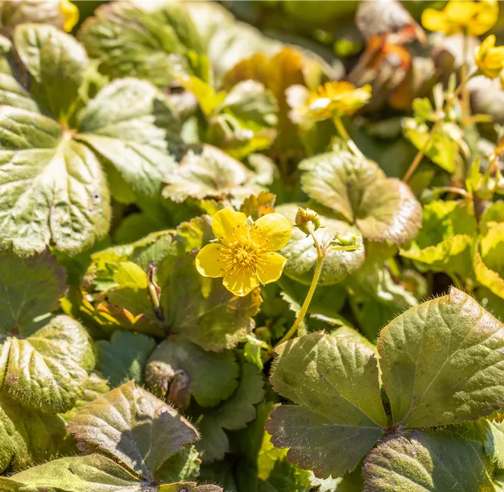 Dreiblättrige Waldsteinie