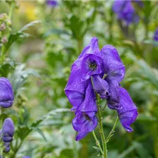 Exklusive Staudenvielfalt