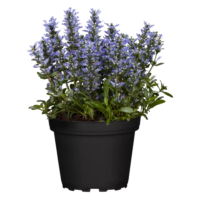 Rotblättriger Garten-Günsel 'Chocolate Chip'