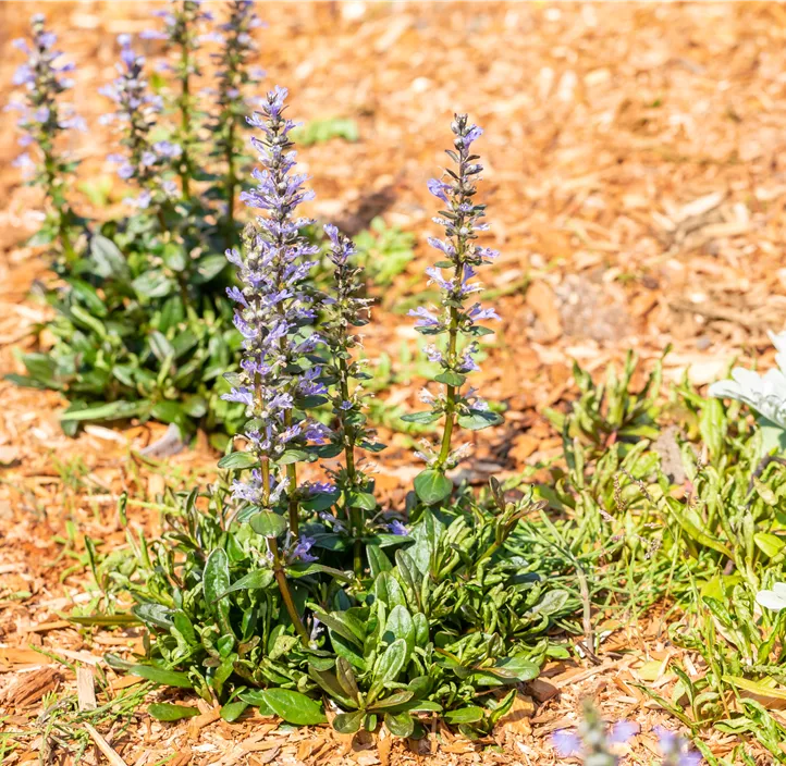 Rotblättriger Garten-Günsel 'Chocolate Chip'