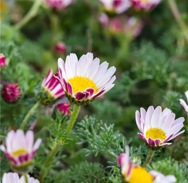 Afrikanisches Ringkörbchen
