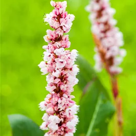 Bistorta affinis‚Superba‘