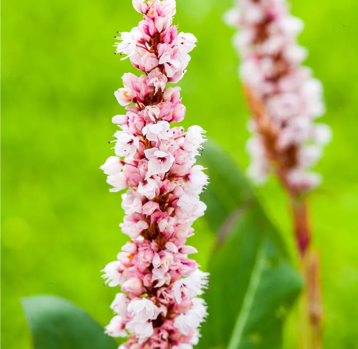 Garten-Schneckenknöterich 'Superbum'