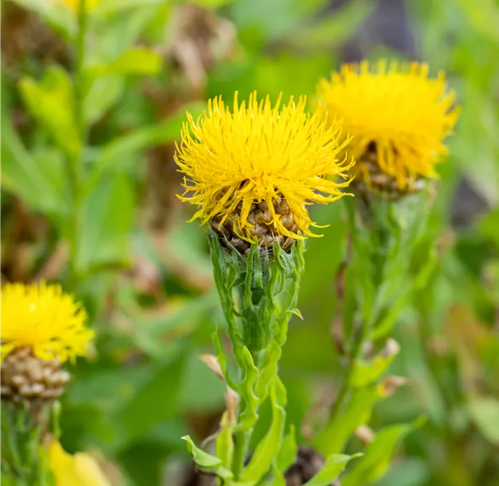 Gelbblühende Riesen-Flockenblume