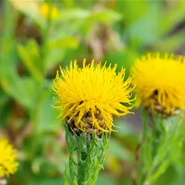 Centaurea macrocephala Deep Yellow