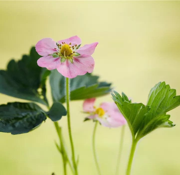 Erdbeere 'Roman' BIO