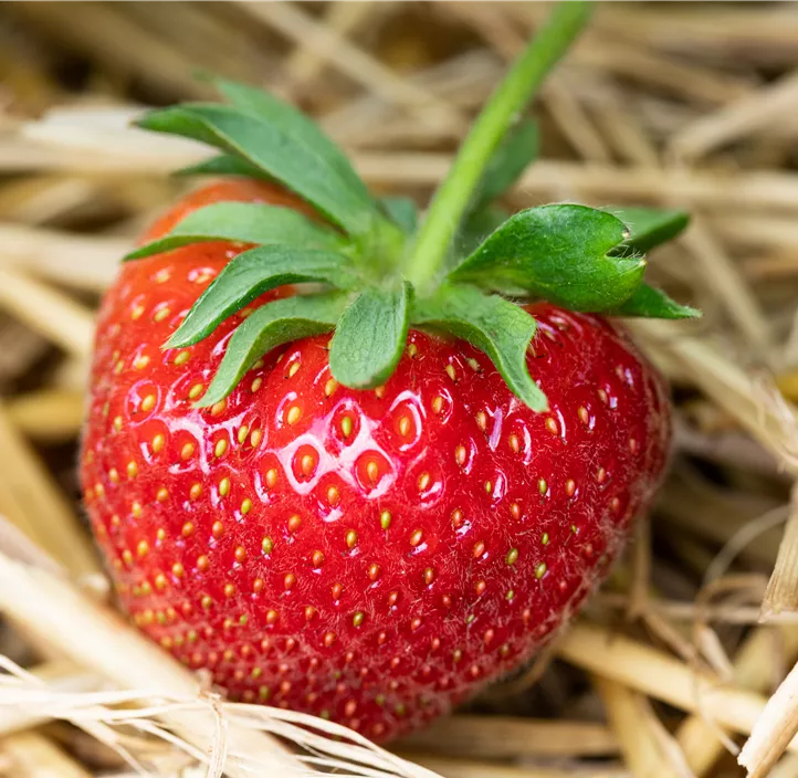 Erdbeere 'Roman' BIO
