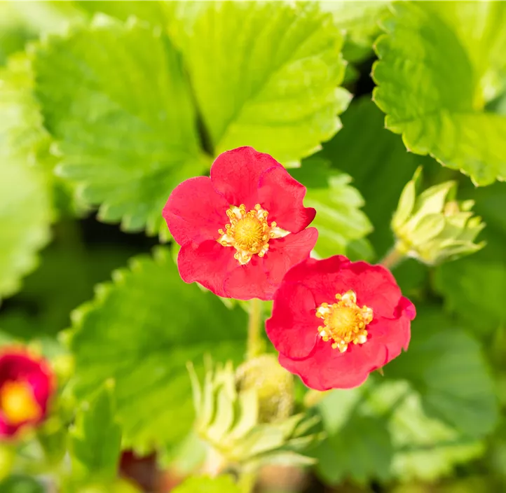 Erdbeere 'Ruby Ann(s)' BIO