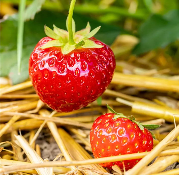 Erdbeere 'Rumba' BIO