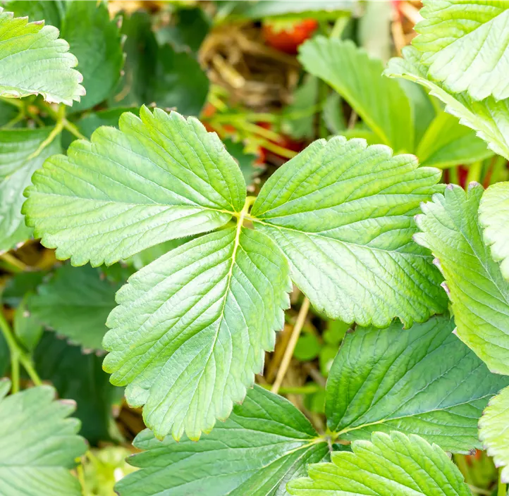 Erdbeere 'Rumba' BIO