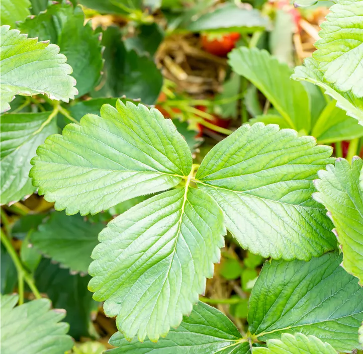 Erdbeere 'Rumba' BIO