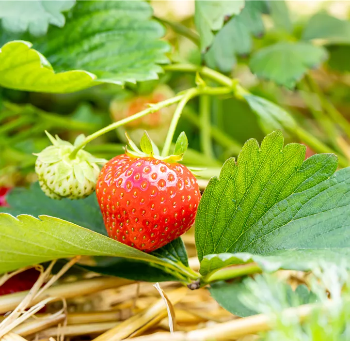 Erdbeere 'Rumba' BIO