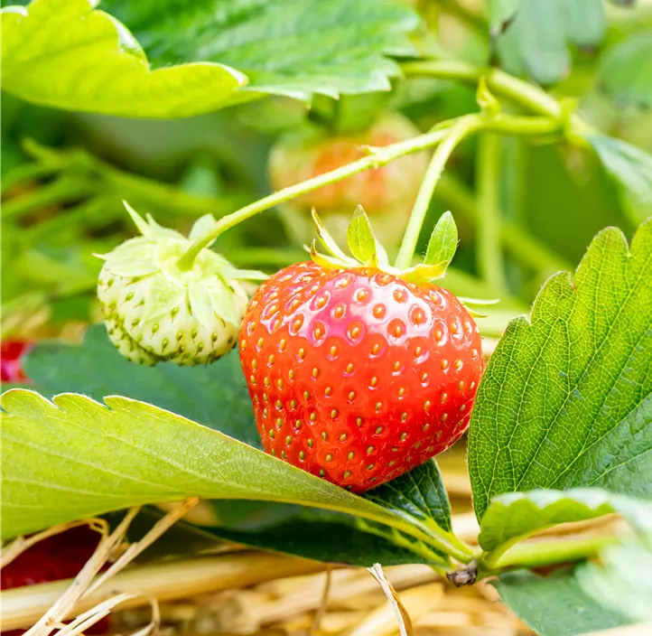 Erdbeere 'Rumba' BIO
