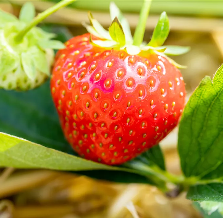 Erdbeere 'Rumba' BIO