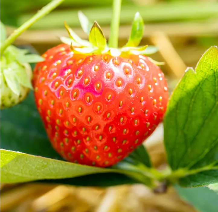 Erdbeere 'Rumba' BIO