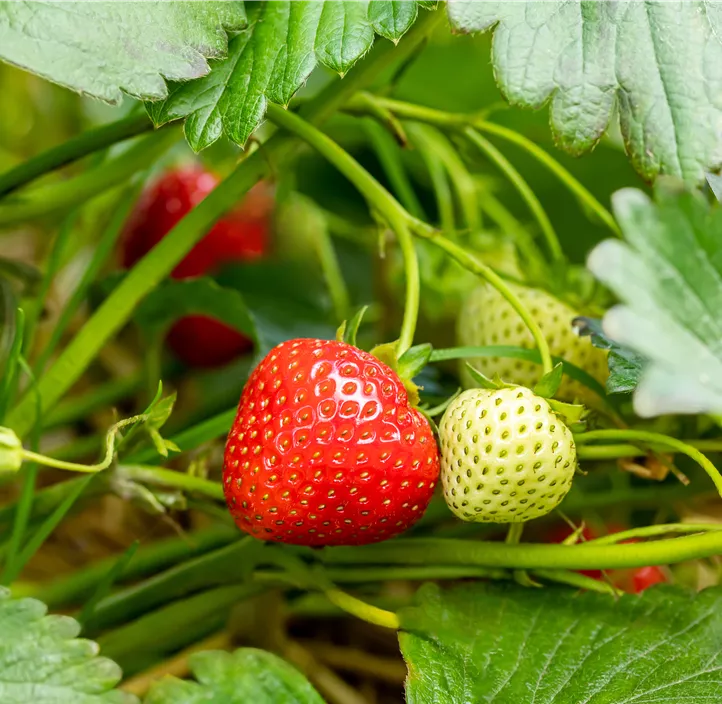 Erdbeere 'Rumba' BIO