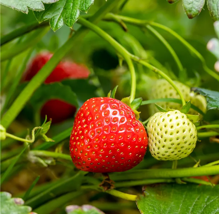 Erdbeere 'Rumba' BIO
