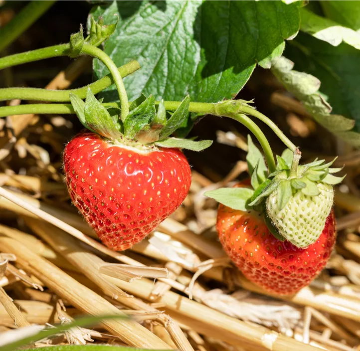 Erdbeere 'Verdi' BIO