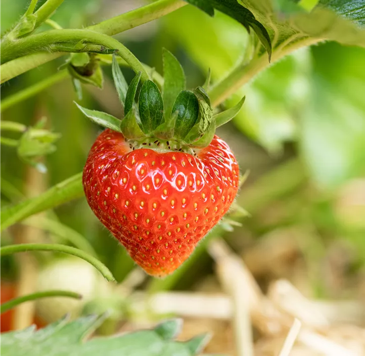 Erdbeere 'Verdi' BIO