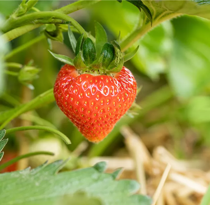 Erdbeere 'Verdi' BIO