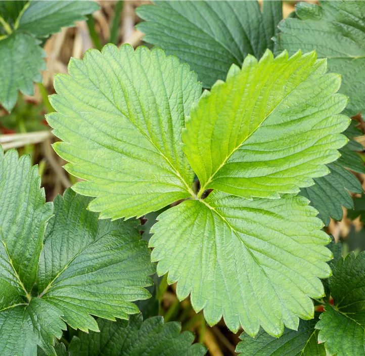 Erdbeere 'Verdi' BIO