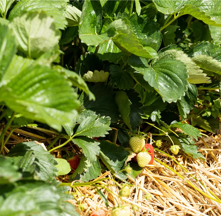 Erdbeere 'Verdi' BIO