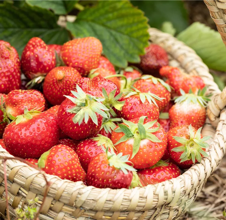 Erdbeere 'Allegro' BIO