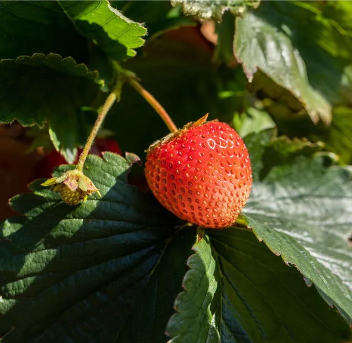 Erdbeere 'Allegro' BIO