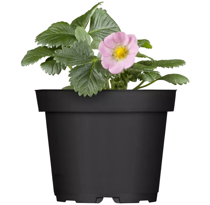 Erdbeere 'Merlan®' BIO