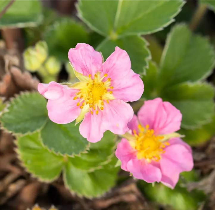 Erdbeere 'Merlan®' BIO